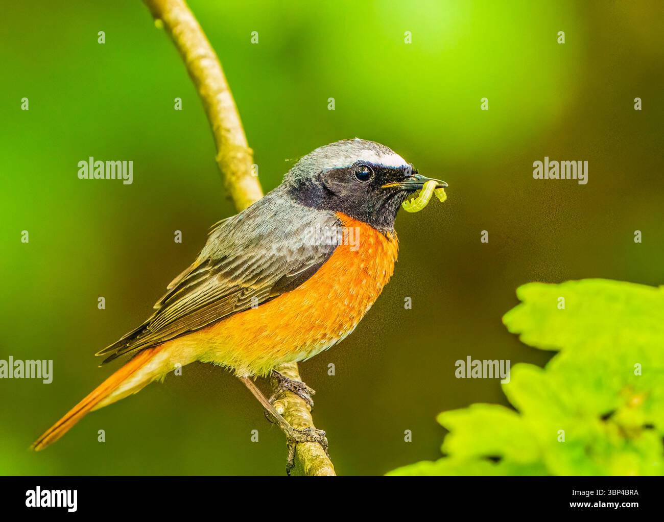 Mâle rouge-queue Banque D'Images