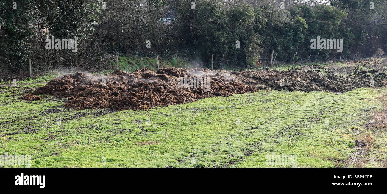 Un tas de fumier fumant à la vapeur sous le soleil d'hiver dans un champ en Angleterre, Royaume-Uni Banque D'Images