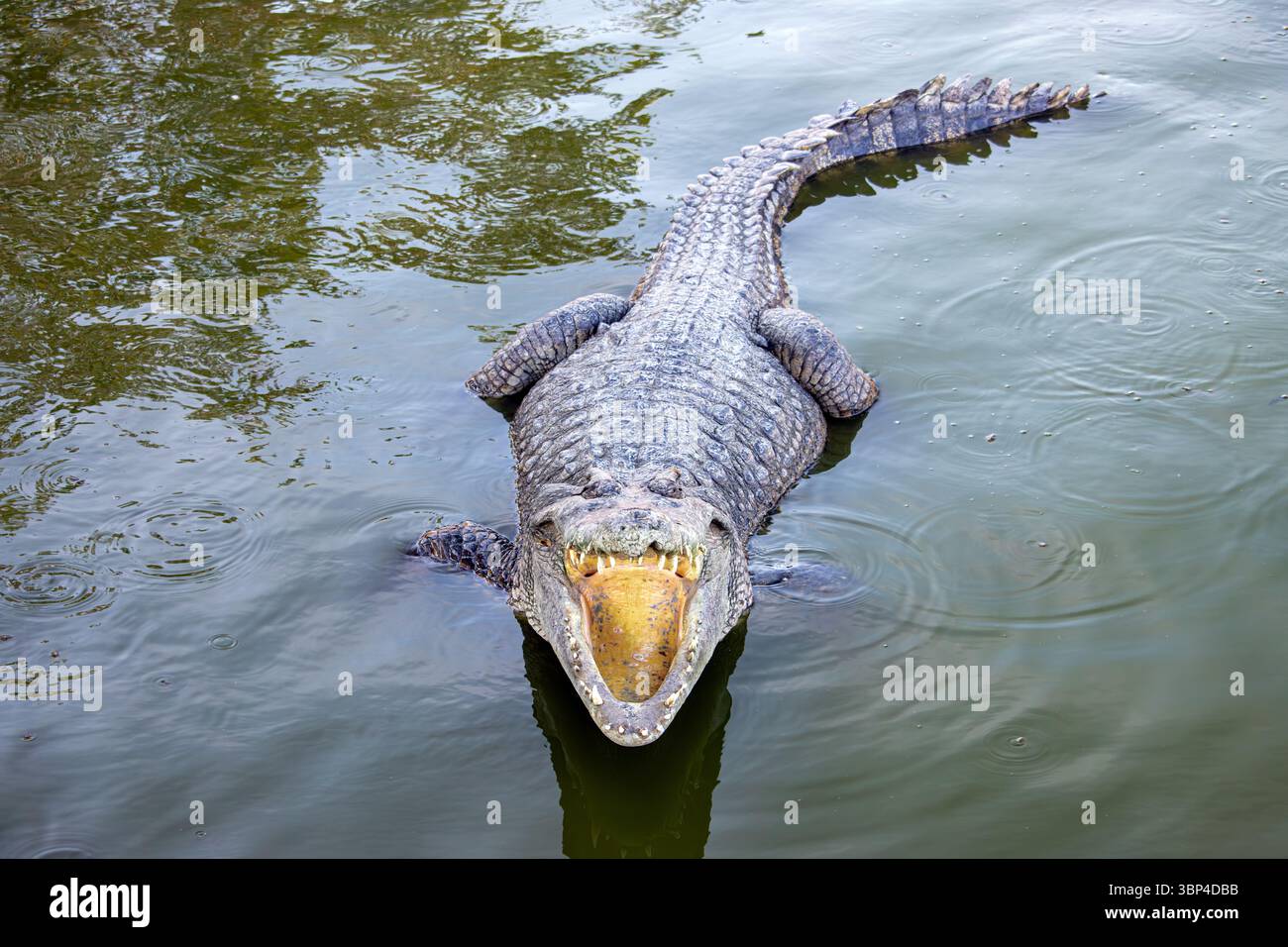 Crocodile à bouche ouverte dans l'eau Banque D'Images