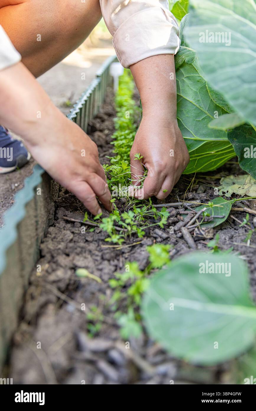 Agriculteur femelle désherbant un potager avec des verts de colard Banque D'Images