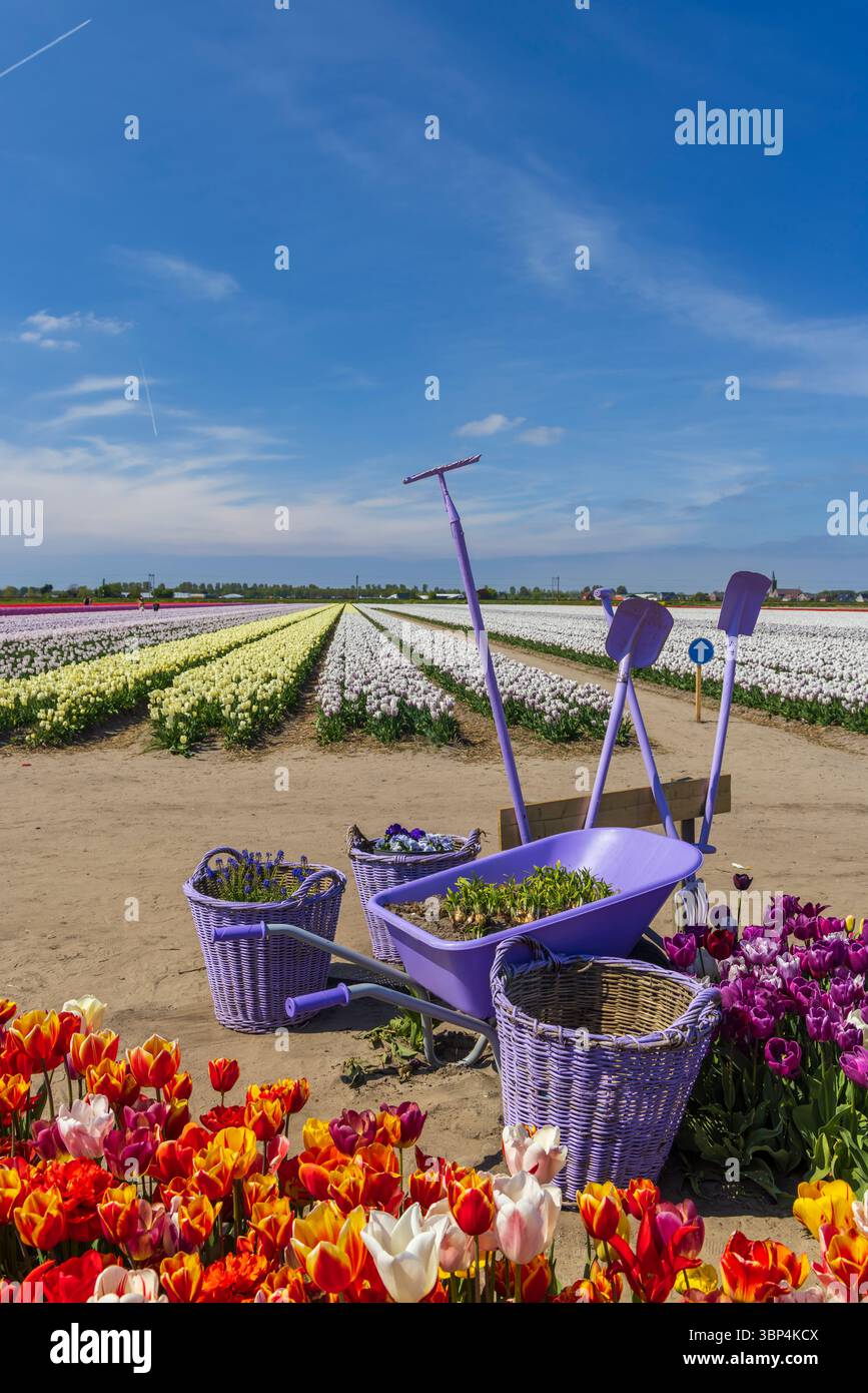 Brouette violette, râteau, pelles et paniers dans un champ de tulipes coloré à Hillegom, pays-Bas Banque D'Images