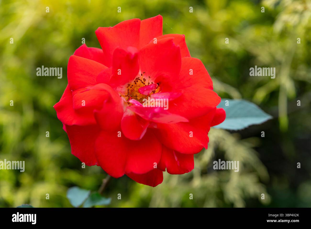 Variété de rose semi double vibrante avec pétales d'orange dans un jardin d'été. Banque D'Images