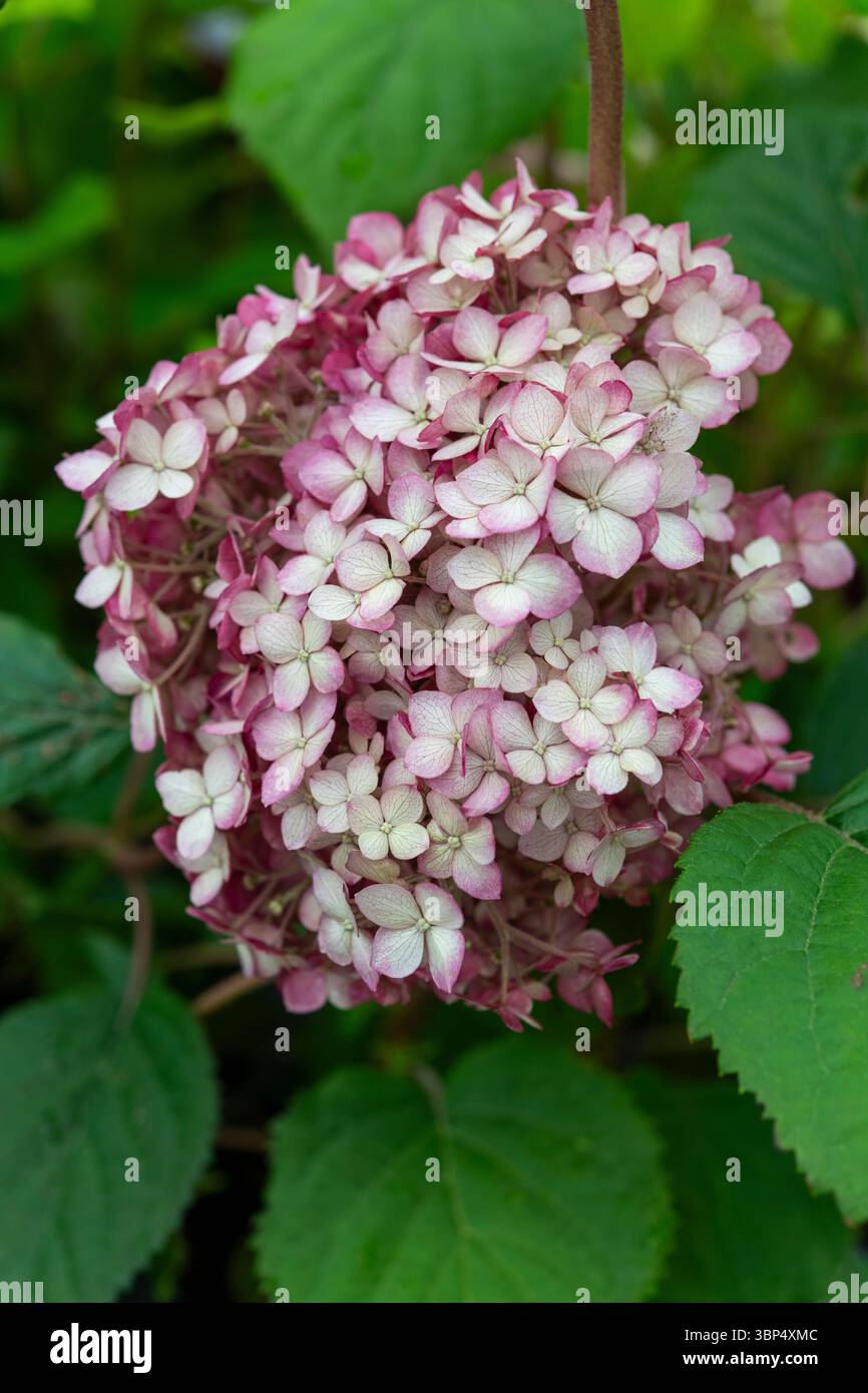 Hydrangea Arborescens 'Pink Annabelle' tête de fleur au milieu de l'été. Banque D'Images