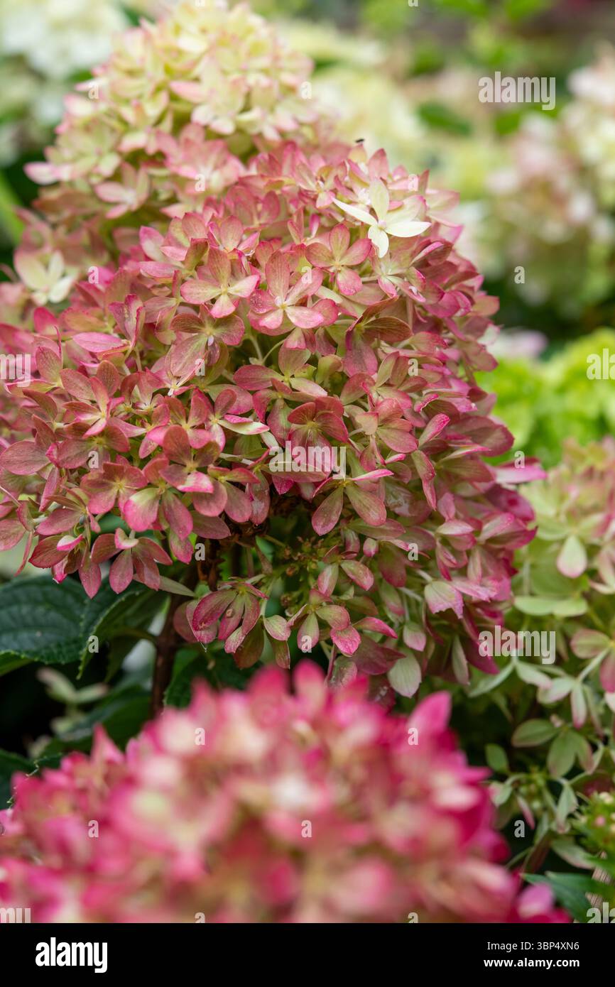 Hydrangea paniculata 'Living Little Love' un arbuste de jardin compact avec des fleurs passant de la crème au rose. Banque D'Images