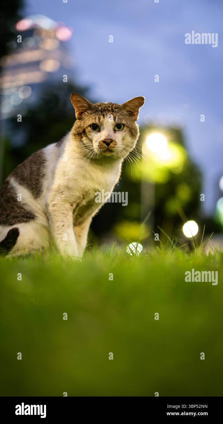 Vieux chat de parc à Bangkok Banque D'Images