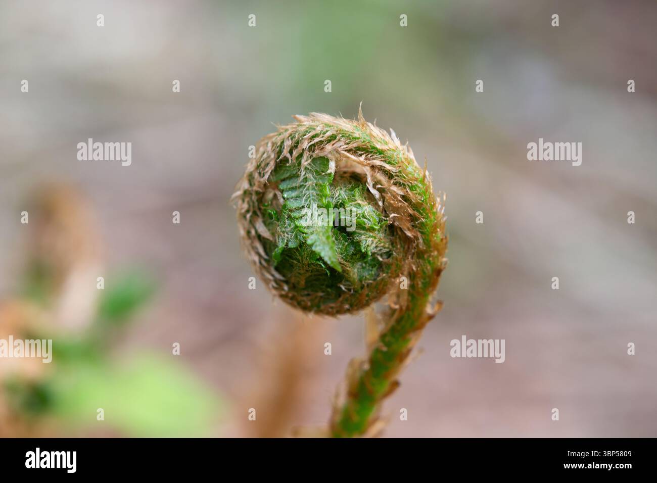 Gros plan feuilles vertes de dérouler la fougère dans la forêt. La petite feuille naissante de la fougère, enroulée en spirale Banque D'Images