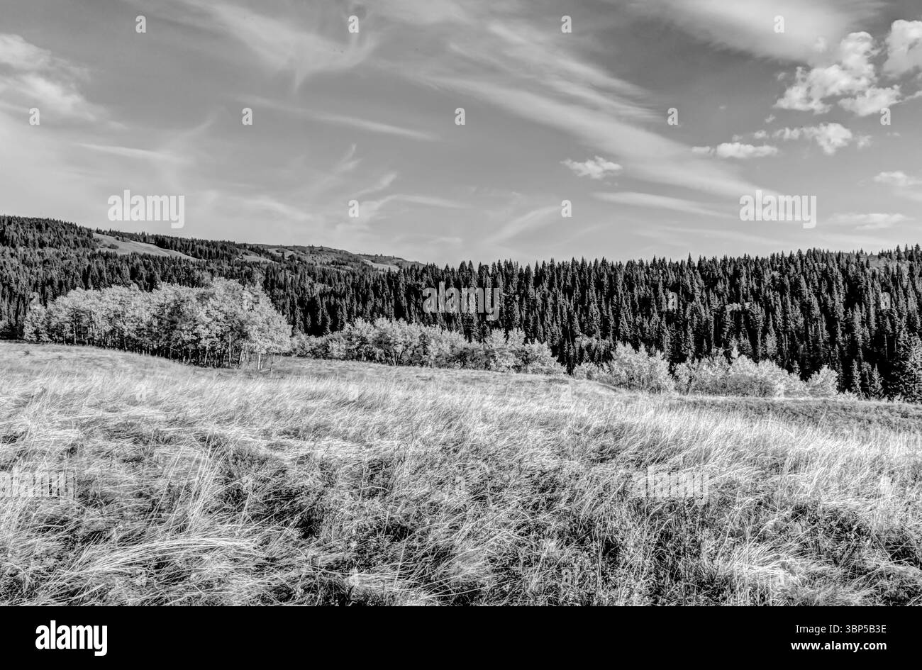 Paysage rural dans les ranchlands de Turner Valley dans les contreforts de l'Alberta Banque D'Images