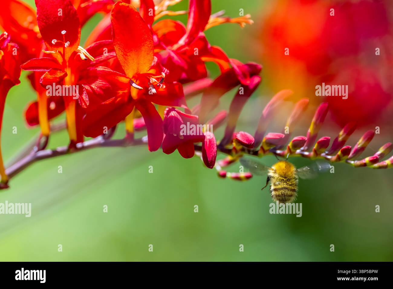 Abeille Carder commune planant près de Montbretia (également connue sous le nom de Crocosmia) Banque D'Images