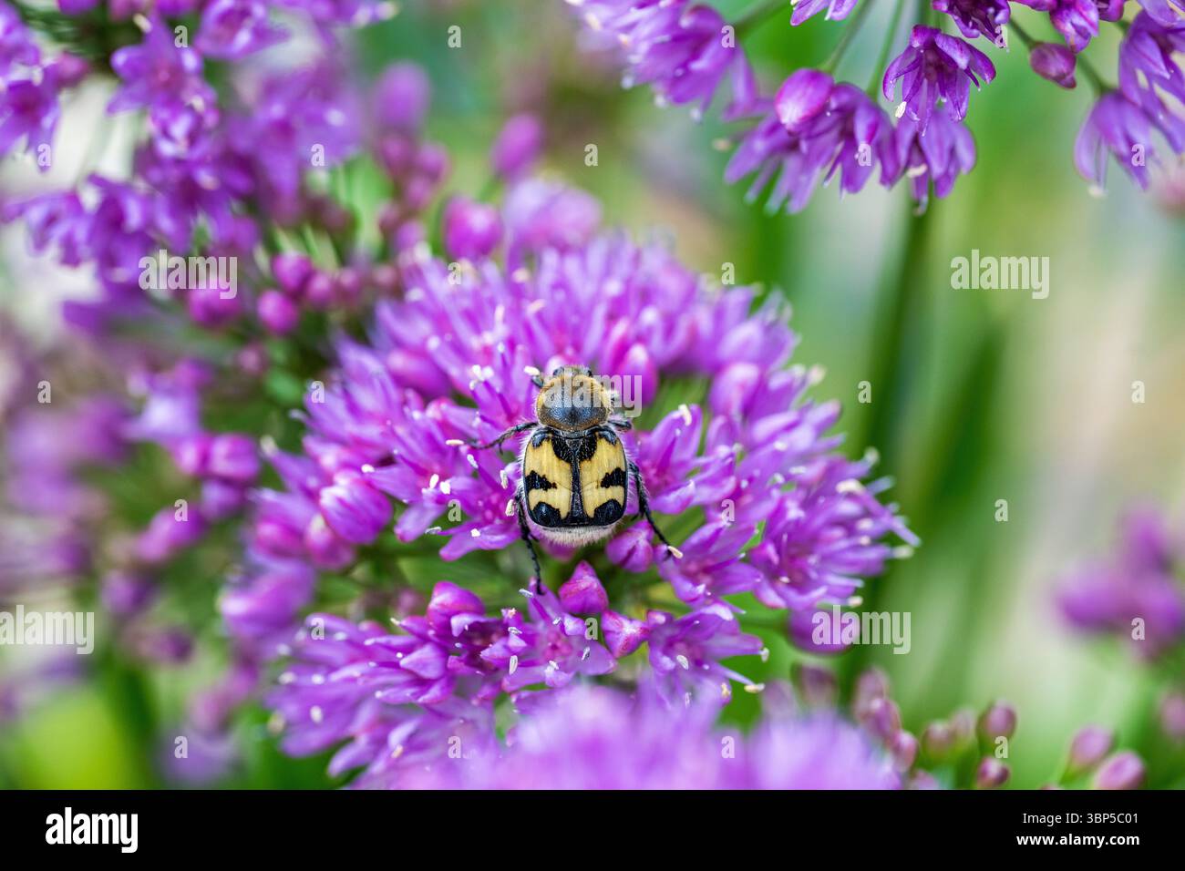 Coléoptère eurasien - Trichius fasciatus Banque D'Images