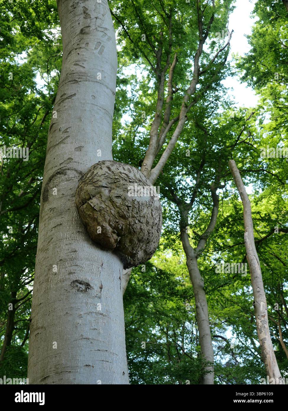 Un hêtre avec une grosse ronce. Perle en bois. Ces ronds de bois présentent un grain et une texture uniques, souvent considérés comme esthétiquement agréables Banque D'Images