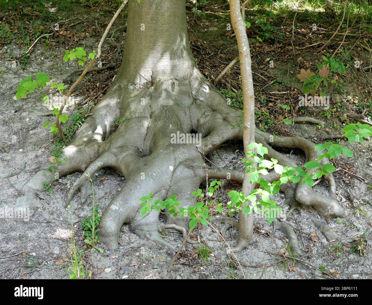 Une racine d'arbre solide court le long de la colline. Symbole de mise à la terre et de support. Copier l'espace. Banque D'Images Une racine d'arbre solide court le long de la colline. Symbole de mise à la terre et de support. Copier l'espace. Banque D'Images