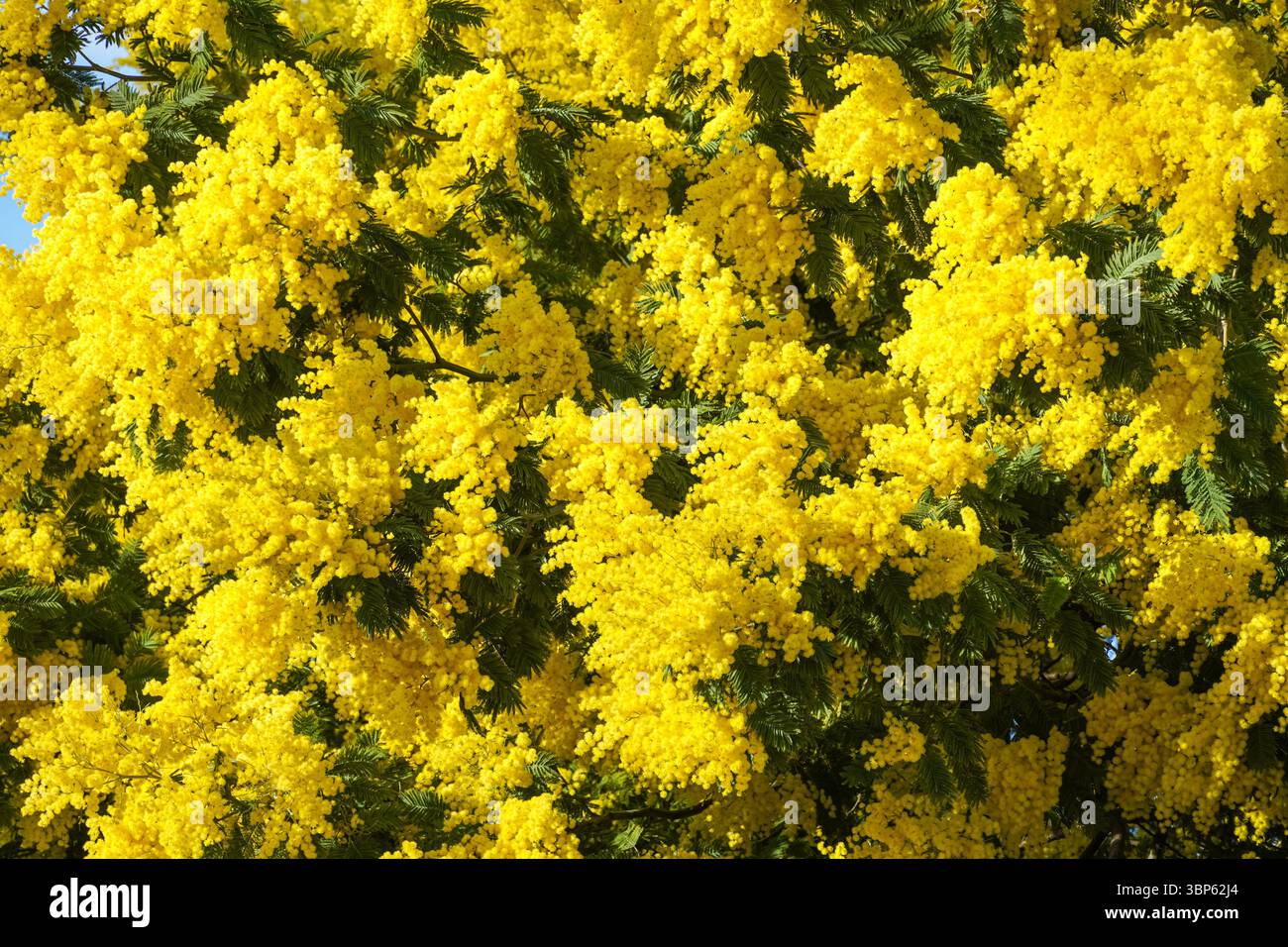 Fleurs jaunes florissantes de l'arbre Mimosa scabrella Banque D'Images