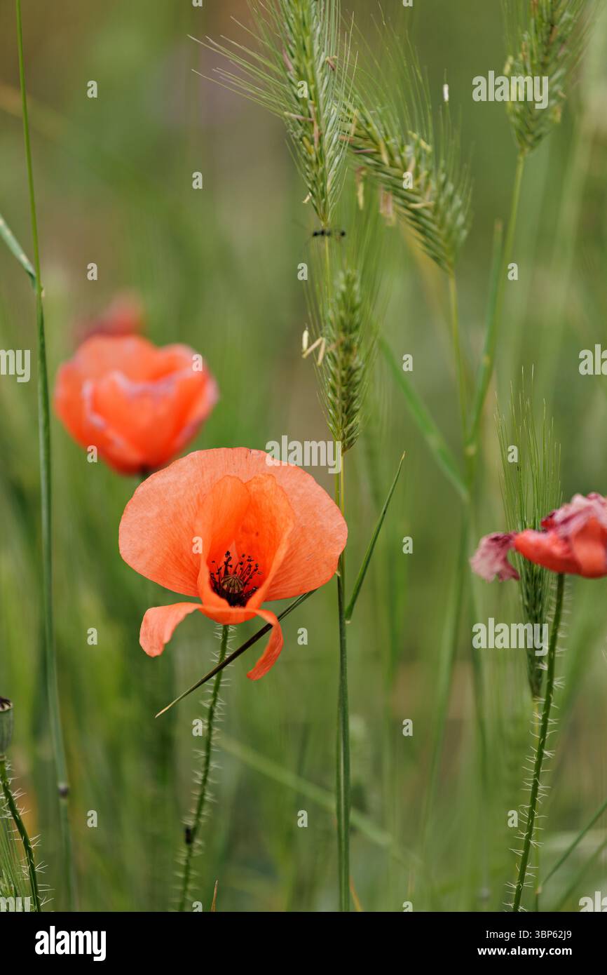 Coquelicots orientaux fleurissant dans le champ, vallée de la Rose, Bulgarie Banque D'Images
