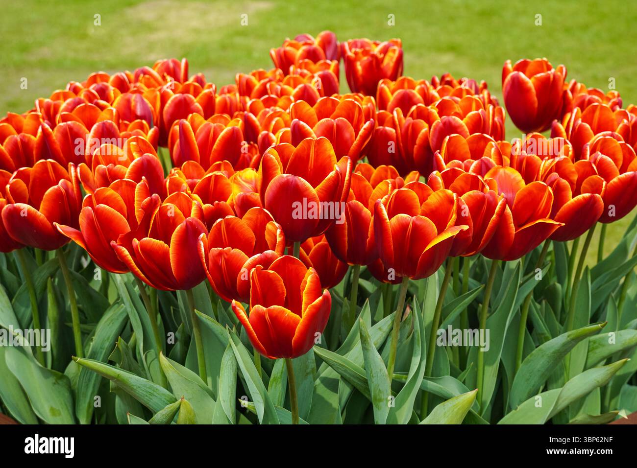 Tulipes rouges poussant sur un parterre de fleurs Banque D'Images