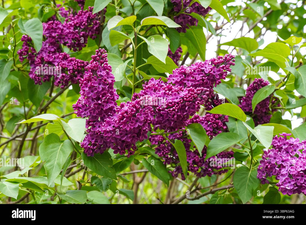 Syringa vulgaris, souvenir de Louis Spaeth, lilas Banque D'Images