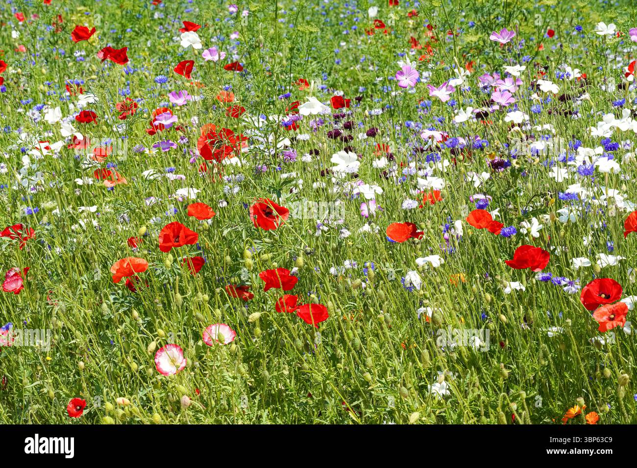 Coquelicots rouges sauvages et fleurs sauvages dans la prairie Banque D'Images