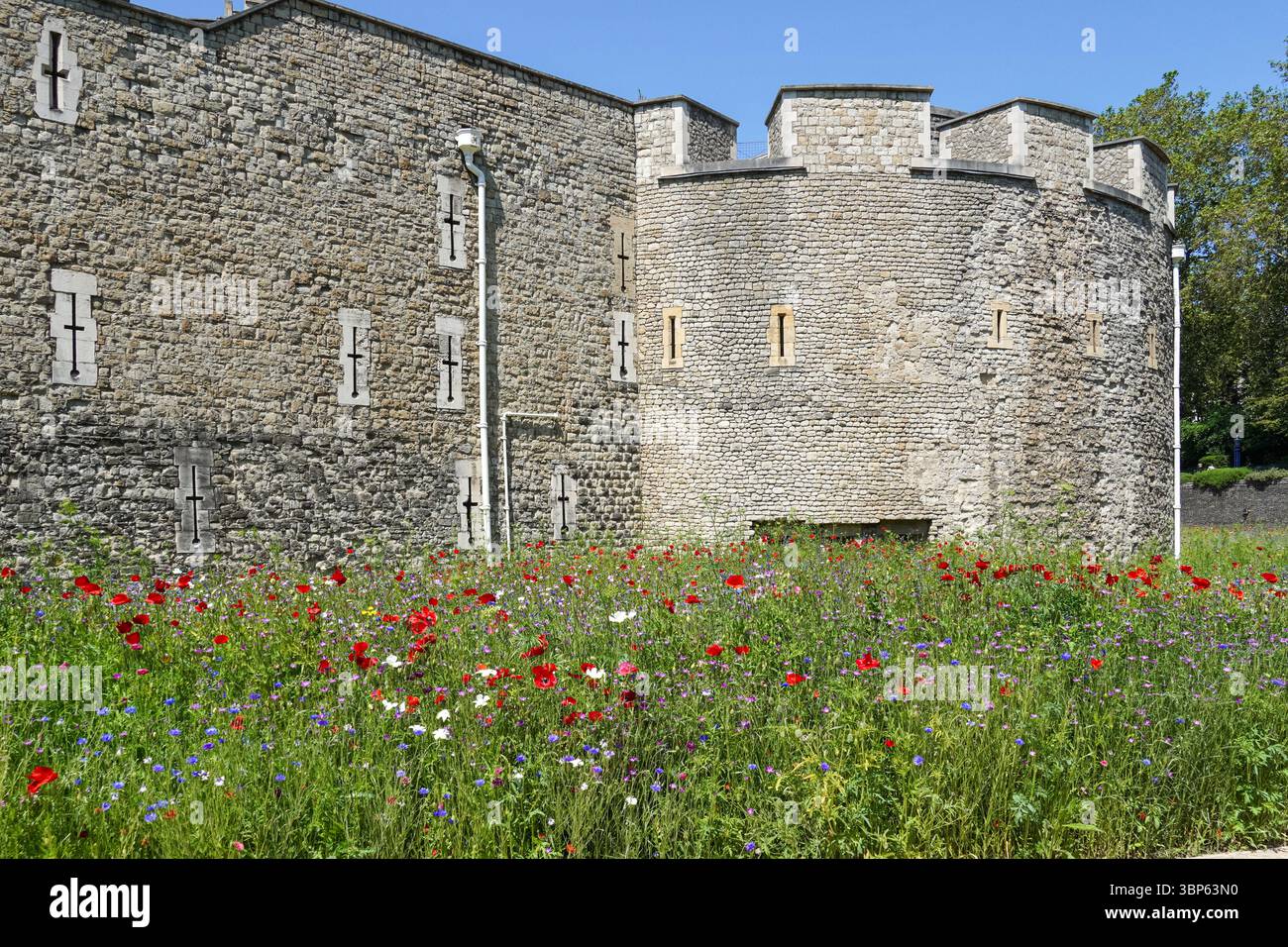 Prairie pleine de fleurs sauvages plantées dans les douves de la Tour de Londres, Londres Angleterre Royaume-Uni Banque D'Images