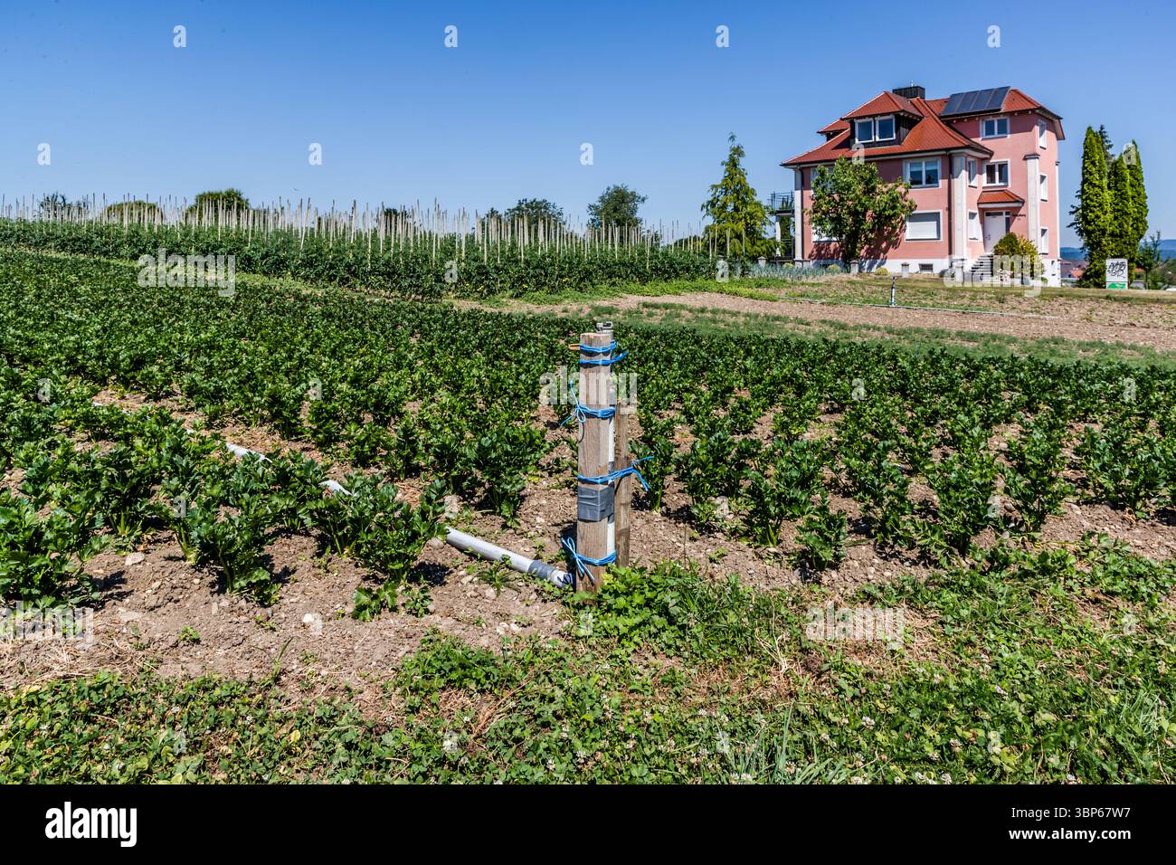 Le céleri pousse au premier plan d'un champ de légumes dans la Hochwartstraße, Reichenau, Bade-Wurtemberg, Allemagne, tandis que des plants de tomates grimpent aux tuteurs derrière lui. Un système d'irrigation traverse les rangées, faisant partie d'un réseau de tuyaux de 60 000 mètres de long qui approvisionne les champs de l'île depuis quatre stations de pompage du lac et 1 500 robinets d'eau. Une maison équipée de panneaux solaires se dresse au-delà du champ sous un ciel clair. Banque D'Images
