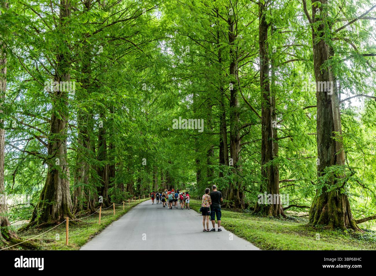 Sur l'île de Mainau, il y a une impressionnante avenue Metasequoia avec plus de 50 spécimens du séquoia primitif (Metasequoia glyptostroboides), également connu sous le nom de séquoia chinois ou séquoia de l'aube. Konstanz, Bade-Württemberg, Allemagne Banque D'Images Sur l'île de Mainau, il y a une impressionnante avenue Metasequoia avec plus de 50 spécimens du séquoia primitif (Metasequoia glyptostroboides), également connu sous le nom de séquoia chinois ou séquoia de l'aube. Konstanz, Bade-Württemberg, Allemagne Banque D'Images