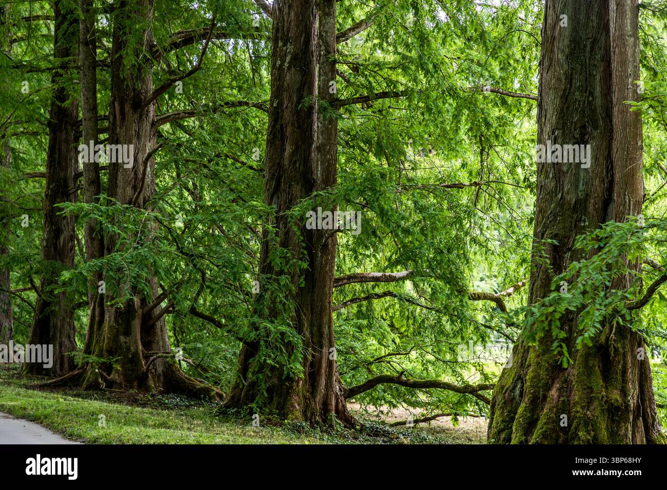 Sur l'île de Mainau, il y a une impressionnante avenue Metasequoia avec plus de 50 spécimens du séquoia primitif (Metasequoia glyptostroboides), également connu sous le nom de séquoia chinois ou séquoia de l'aube. Konstanz, Bade-Württemberg, Allemagne Banque D'Images Sur l'île de Mainau, il y a une impressionnante avenue Metasequoia avec plus de 50 spécimens du séquoia primitif (Metasequoia glyptostroboides), également connu sous le nom de séquoia chinois ou séquoia de l'aube. Konstanz, Bade-Württemberg, Allemagne Banque D'Images