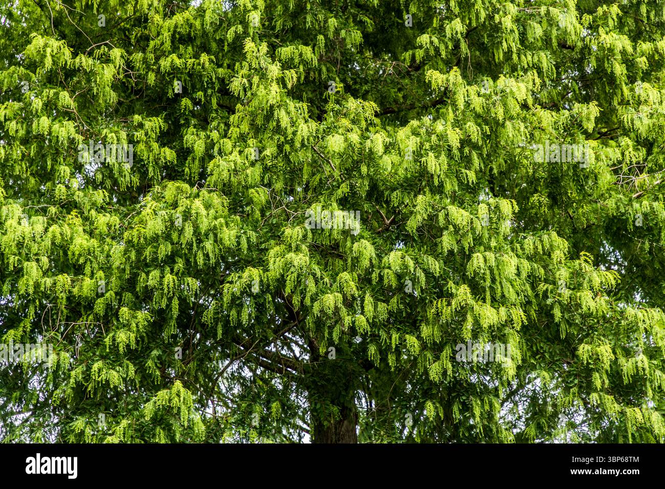 Sur l'île de Mainau, il y a une impressionnante avenue Metasequoia avec plus de 50 spécimens du séquoia géant (Metasequoia glyptostroboides), également connu sous le nom de séquoia chinois ou séquoia de l'aube. Le séquoia Dawn est un fossile vivant qui est l'un des rares conifères à jeter ses aiguilles en hiver et se distingue en automne par sa coloration rouge cuivré. Au printemps, les branches fraîches de l'aiguille vert clair émergent. Konstanz, Bade-Württemberg, Allemagne Banque D'Images Sur l'île de Mainau, il y a une impressionnante avenue Metasequoia avec plus de 50 spécimens du séquoia géant (Metasequoia glyptostroboides), également connu sous le nom de séquoia chinois ou séquoia de l'aube. Le séquoia Dawn est un fossile vivant qui est l'un des rares conifères à jeter ses aiguilles en hiver et se distingue en automne par sa coloration rouge cuivré. Au printemps, les branches fraîches de l'aiguille vert clair émergent. Konstanz, Bade-Württemberg, Allemagne Banque D'Images