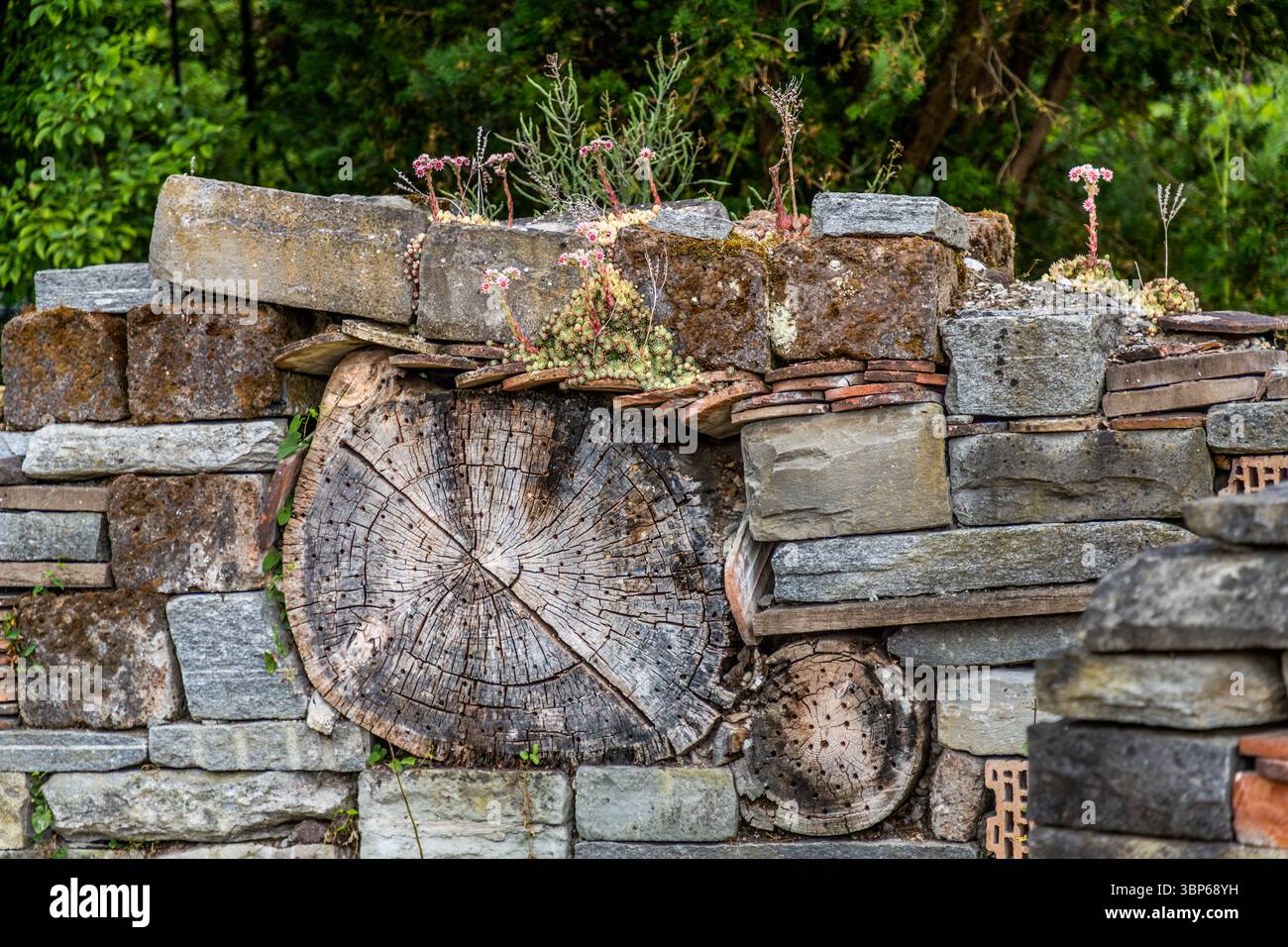 Un mur d'hôtel d'insectes artistiquement conçu sur l'île de Mainau près de Constance, en Allemagne. La structure se compose d'un mélange de pierres naturelles, de disques en bois avec des trous percés et de vieilles briques. Il fournit un habitat pour diverses espèces d'insectes. Les houseleeks fleuris (Sempervivum) poussent sur le dessus, complétant la conception écologique. Konstanz, Bade-Württemberg, Allemagne Banque D'Images Un mur d'hôtel d'insectes artistiquement conçu sur l'île de Mainau près de Constance, en Allemagne. La structure se compose d'un mélange de pierres naturelles, de disques en bois avec des trous percés et de vieilles briques. Il fournit un habitat pour diverses espèces d'insectes. Les houseleeks fleuris (Sempervivum) poussent sur le dessus, complétant la conception écologique. Konstanz, Bade-Württemberg, Allemagne Banque D'Images