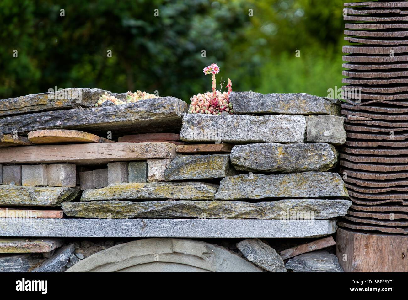 Un mur d'hôtel d'insectes artistiquement conçu sur l'île de Mainau près de Constance, en Allemagne. La structure se compose d'un mélange de pierres naturelles, de disques en bois avec des trous percés et de vieilles briques. Il fournit un habitat pour diverses espèces d'insectes. Les houseleeks fleuris (Sempervivum) poussent sur le dessus, complétant la conception écologique. Konstanz, Bade-Württemberg, Allemagne Banque D'Images Un mur d'hôtel d'insectes artistiquement conçu sur l'île de Mainau près de Constance, en Allemagne. La structure se compose d'un mélange de pierres naturelles, de disques en bois avec des trous percés et de vieilles briques. Il fournit un habitat pour diverses espèces d'insectes. Les houseleeks fleuris (Sempervivum) poussent sur le dessus, complétant la conception écologique. Konstanz, Bade-Württemberg, Allemagne Banque D'Images