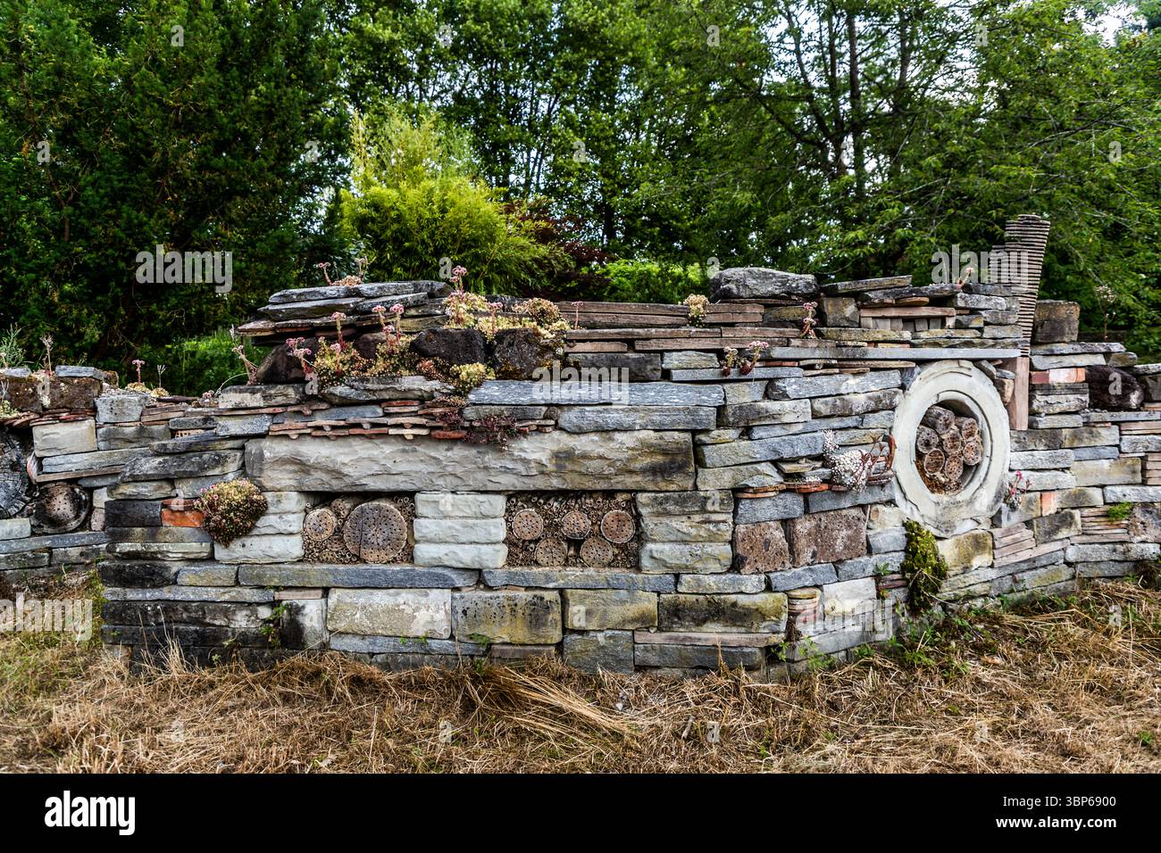 Un mur d'hôtel d'insectes artistiquement conçu sur l'île de Mainau près de Constance, en Allemagne. La structure se compose d'un mélange de pierres naturelles, de disques en bois avec des trous percés et de vieilles briques. Il fournit un habitat pour diverses espèces d'insectes. Les houseleeks fleuris (Sempervivum) poussent sur le dessus, complétant la conception écologique. Konstanz, Bade-Württemberg, Allemagne Banque D'Images Un mur d'hôtel d'insectes artistiquement conçu sur l'île de Mainau près de Constance, en Allemagne. La structure se compose d'un mélange de pierres naturelles, de disques en bois avec des trous percés et de vieilles briques. Il fournit un habitat pour diverses espèces d'insectes. Les houseleeks fleuris (Sempervivum) poussent sur le dessus, complétant la conception écologique. Konstanz, Bade-Württemberg, Allemagne Banque D'Images