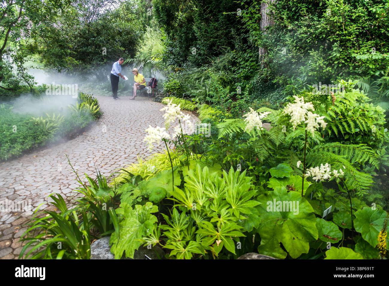 Les fougères vertes luxuriantes et d'autres plantes prospèrent sur l'île de Mainau, sur le lac de Constance, dans un environnement humide et brumeux créé par un système d'irrigation à haute pression. Konstanz, Bade-Württemberg, Allemagne Banque D'Images Les fougères vertes luxuriantes et d'autres plantes prospèrent sur l'île de Mainau, sur le lac de Constance, dans un environnement humide et brumeux créé par un système d'irrigation à haute pression. Konstanz, Bade-Württemberg, Allemagne Banque D'Images