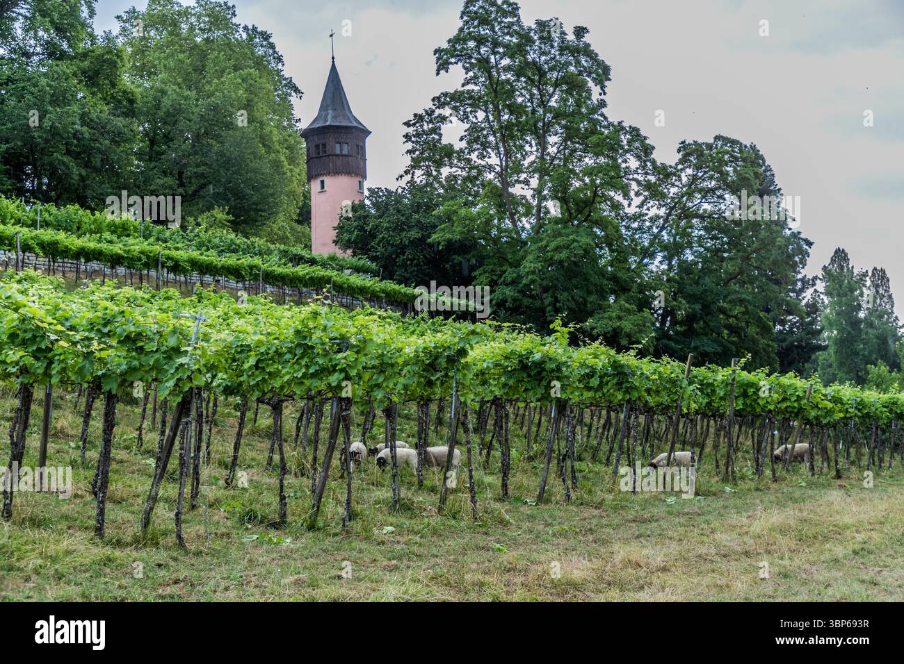 Les moutons paissent dans un vignoble sur l'île de Mainau près de Constance, Bade-Württemberg, Allemagne, avec la Tour Bismarck en arrière-plan. Ils sont utilisés pour le contrôle naturel des mauvaises herbes entre les vignes. Konstanz, Bade-Württemberg, Allemagne Banque D'Images Les moutons paissent dans un vignoble sur l'île de Mainau près de Constance, Bade-Württemberg, Allemagne, avec la Tour Bismarck en arrière-plan. Ils sont utilisés pour le contrôle naturel des mauvaises herbes entre les vignes. Konstanz, Bade-Württemberg, Allemagne Banque D'Images