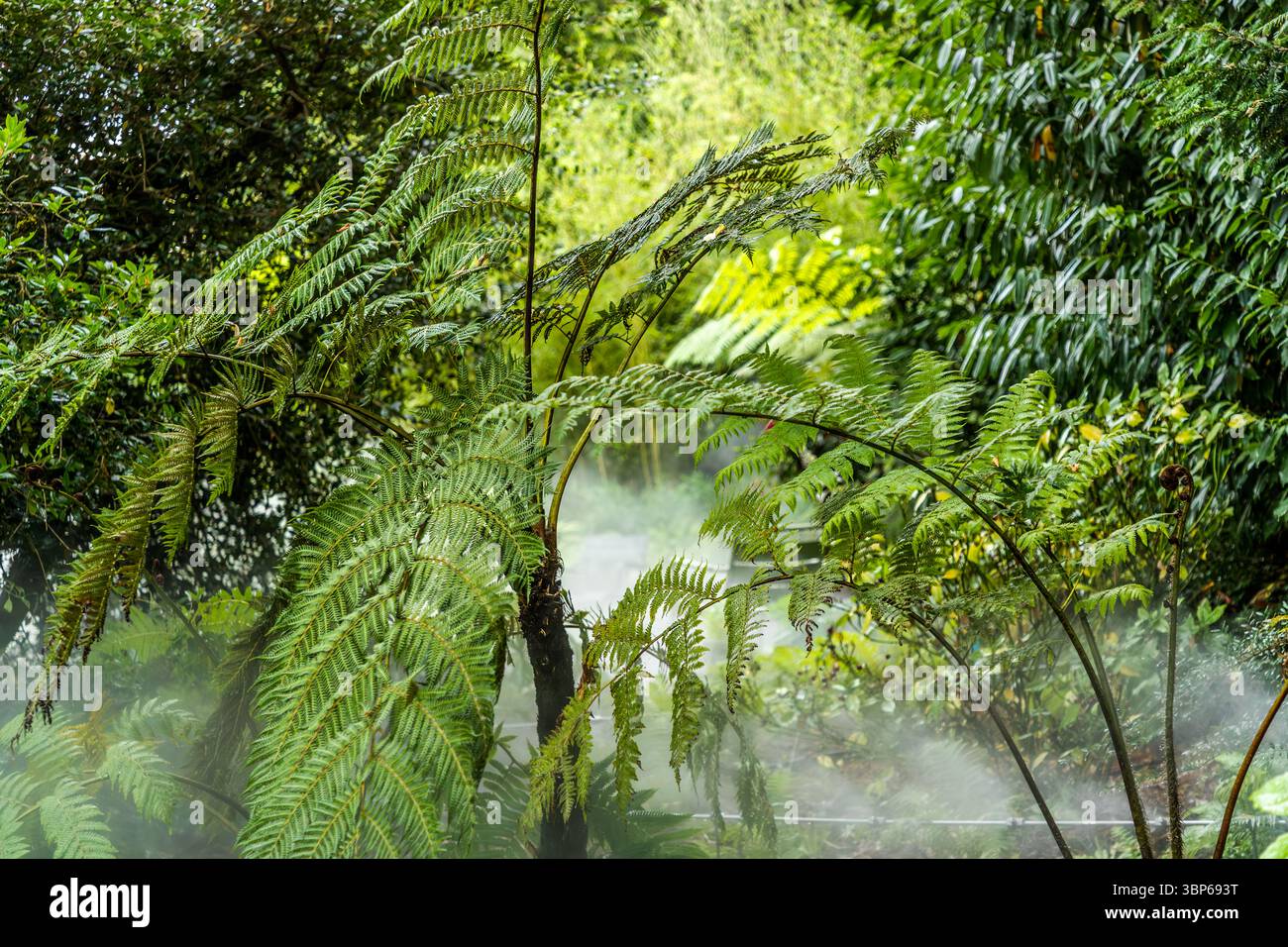 Les fougères vertes luxuriantes et d'autres plantes prospèrent sur l'île de Mainau, sur le lac de Constance, dans un environnement humide et brumeux créé par un système d'irrigation à haute pression. Konstanz, Bade-Württemberg, Allemagne Banque D'Images Les fougères vertes luxuriantes et d'autres plantes prospèrent sur l'île de Mainau, sur le lac de Constance, dans un environnement humide et brumeux créé par un système d'irrigation à haute pression. Konstanz, Bade-Württemberg, Allemagne Banque D'Images
