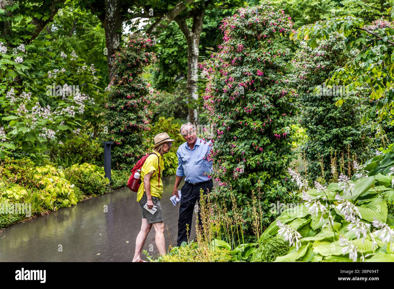 Un homme et une femme regardent un grand fuchsia qui fait partie d'un treillis fuchsia sur l'île de Mainau sur le lac de Constance. Ils semblent profiter de la splendeur des plantes et peut-être discuter de botanique. L'île aux fleurs de Mainau est connue pour ses jardins diversifiés Banque D'Images Un homme et une femme regardent un grand fuchsia qui fait partie d'un treillis fuchsia sur l'île de Mainau sur le lac de Constance. Ils semblent profiter de la splendeur des plantes et peut-être discuter de botanique. L'île aux fleurs de Mainau est connue pour ses jardins diversifiés Banque D'Images