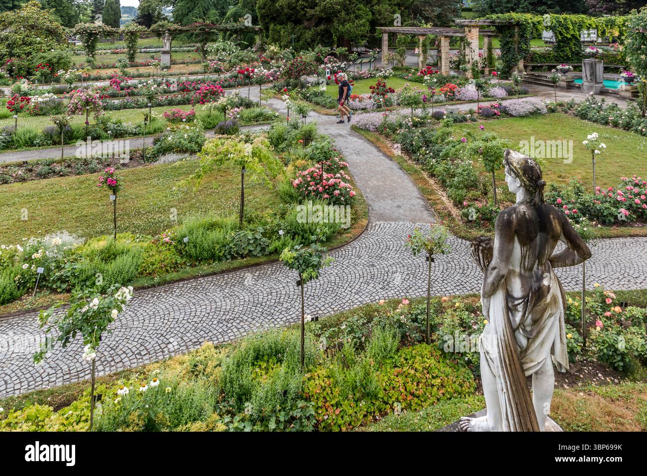 Une personne se promène dans la roseraie fleurie sur l'île de Mainau sur le lac de Constance près de Constance, en Allemagne, profitant de la variété des roses et des sentiers bien entretenus, tandis qu'une statue classique au premier plan attire le regard sur le terrain Banque D'Images Une personne se promène dans la roseraie fleurie sur l'île de Mainau sur le lac de Constance près de Constance, en Allemagne, profitant de la variété des roses et des sentiers bien entretenus, tandis qu'une statue classique au premier plan attire le regard sur le terrain Banque D'Images