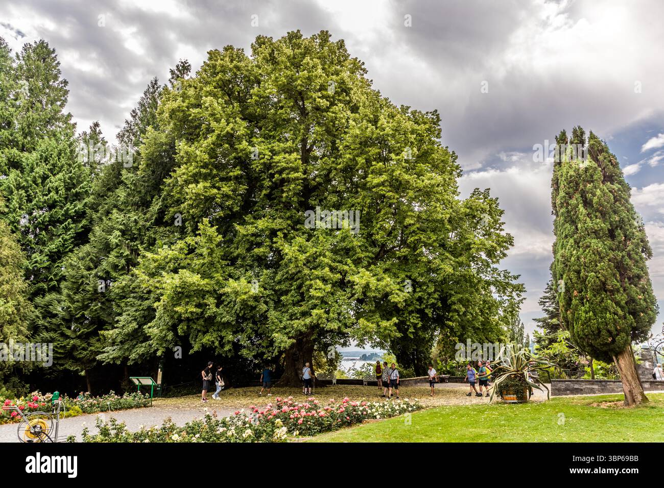 Les visiteurs se promènent dans le parc luxuriant de l'île de Mainau près de Constance, en Allemagne, avec vue sur le lac de Constance. Ils apprécient le paysage verdoyant, les grands arbres et les rosiers fleuris sous un ciel nuageux Banque D'Images Les visiteurs se promènent dans le parc luxuriant de l'île de Mainau près de Constance, en Allemagne, avec vue sur le lac de Constance. Ils apprécient le paysage verdoyant, les grands arbres et les rosiers fleuris sous un ciel nuageux Banque D'Images