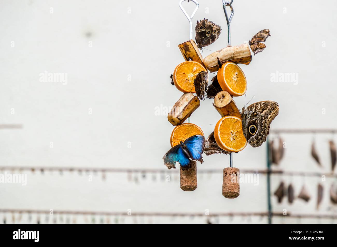 Dans la maison des papillons sur l'île de Mainau à Constance, en Allemagne, divers papillons se nourrissent d'un distributeur de nourriture suspendu rempli de tranches d'orange et de banane Banque D'Images Dans la maison des papillons sur l'île de Mainau à Constance, en Allemagne, divers papillons se nourrissent d'un distributeur de nourriture suspendu rempli de tranches d'orange et de banane Banque D'Images