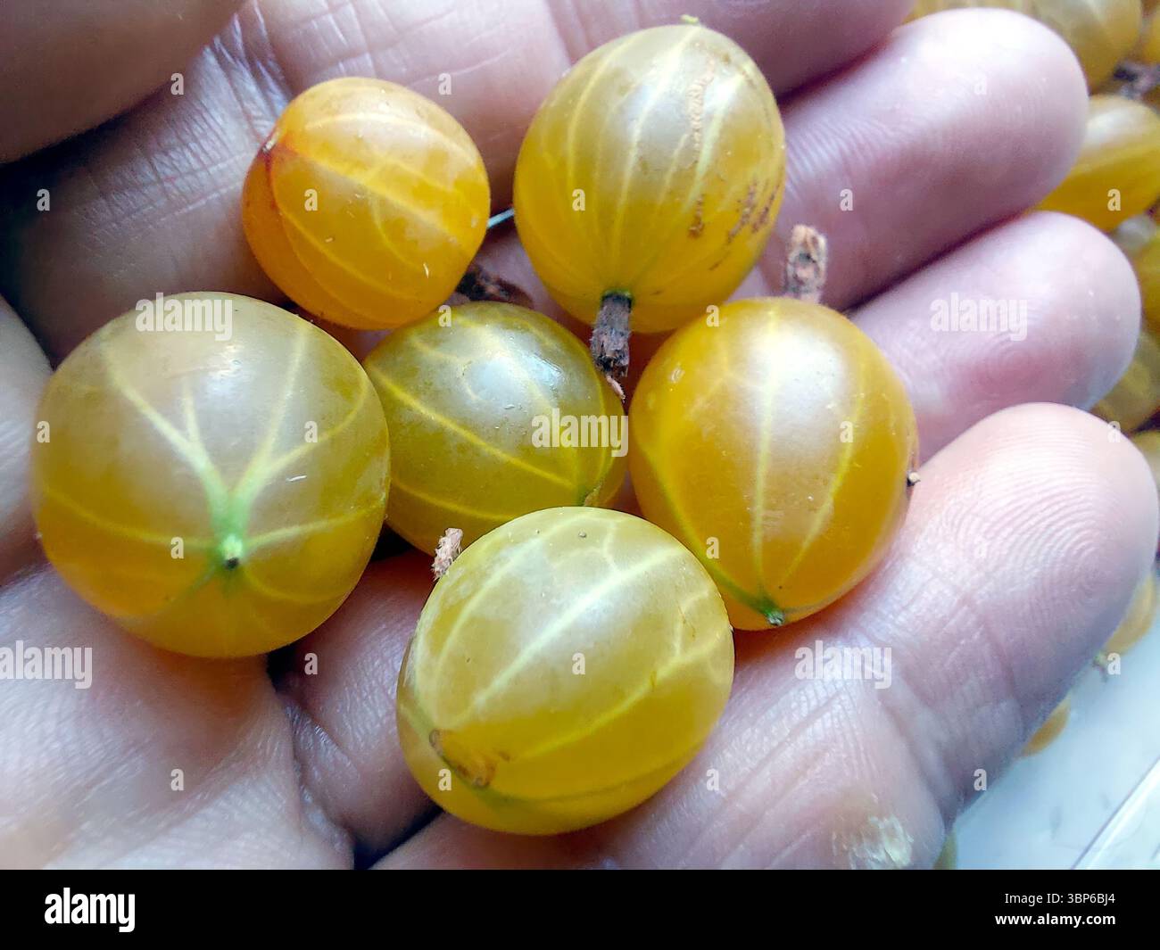 Une poignée de baies de groseille à maquereau mûres sont soigneusement tenues dans un palmier, mettant en valeur leur couleur jaune éclatante et leur forme unique lors d'une journée ensoleillée dans la nature. Banque D'Images