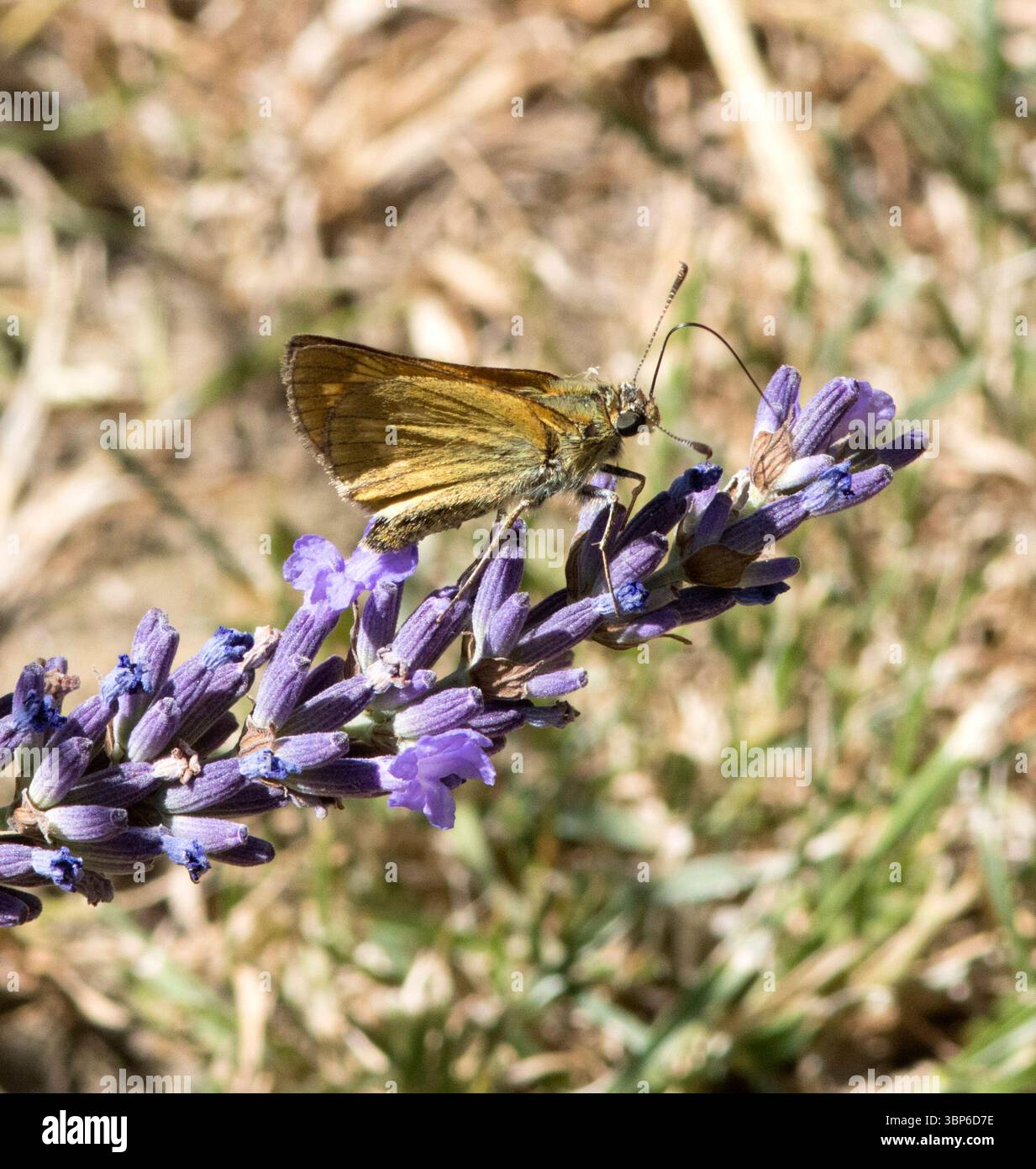 Grand Skipper Butterfly sur Lavande Banque D'Images