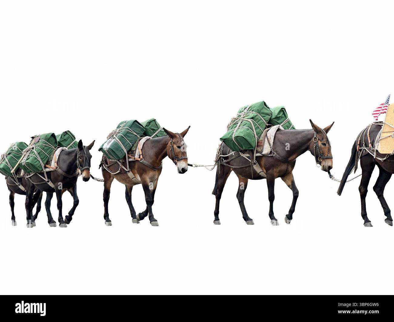 National Forest Shoshone Washakie Wilderness Pack animaux sont des mules bêtes de Burden & Carry fournitures. Trail mules marchent dans la parade du 4 juillet. Banque D'Images