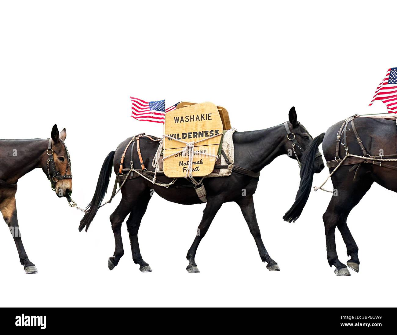 National Forest Shoshone Washakie Wilderness pack animaux sont des mules bêtes de fardeau qui transportent des fournitures. Voir avec des drapeaux américains portés dans un défilé. Banque D'Images