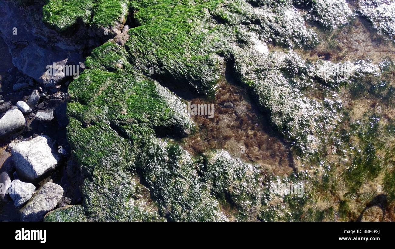 Empreintes de dinosaures Staffin Beach, île de Skye, Écosse. Empreintes des Ornithopodes, un groupe de dinosaures bipèdes herbivores Banque D'Images
