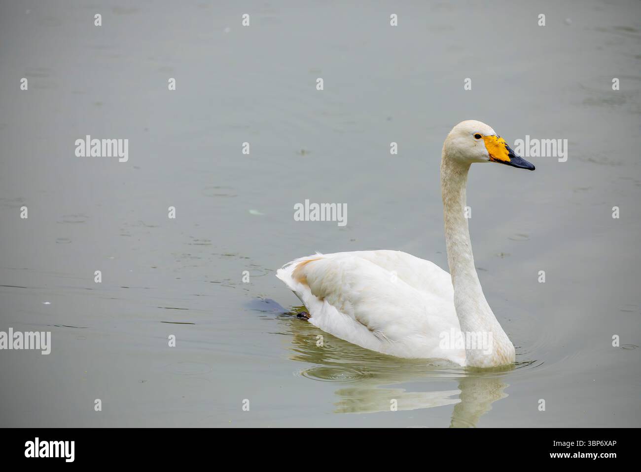 Le cygne Whooper est un grand oiseau d'eau gracieux avec un long cou et un bec jaune et noir frappant. Il migre sur de grandes distances Banque D'Images