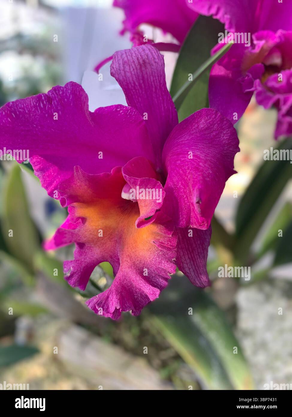 Seulement s'il pleuvait Purple Orchids - Image de stock capturée avec un smartphone