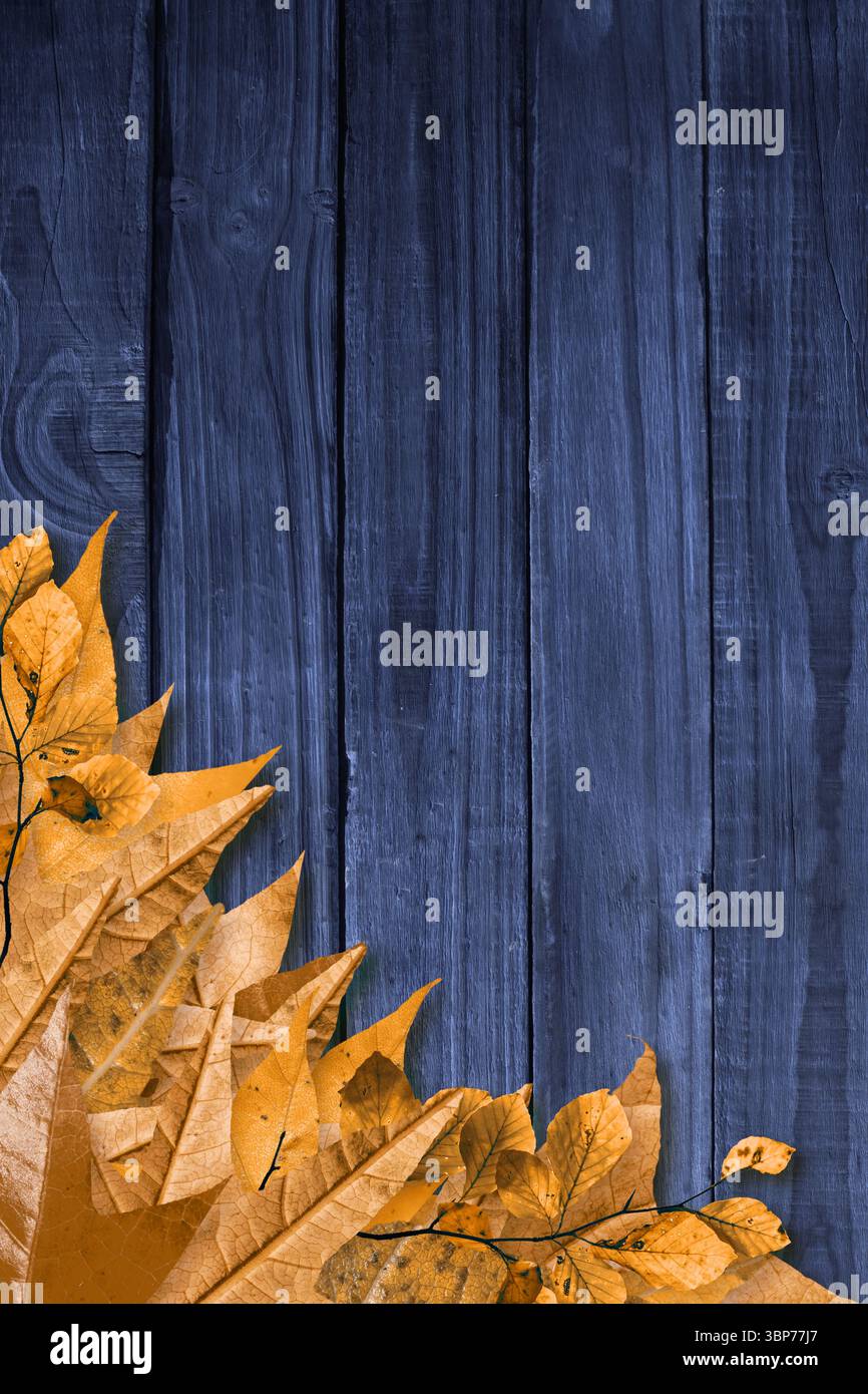 Cluster de feuilles jaunes d'automne repose sur des planches de bois indigo, toile de fond rustique à plat Banque D'Images