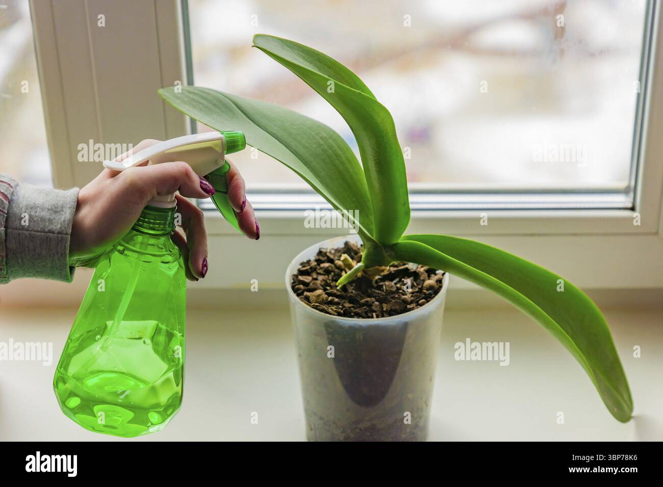 Main féminine avec manucure pulvérisant des feuilles vertes d'orchidée de mousse dans un pot debout sur le rebord de la fenêtre. Concept de soin des plantes de maison Banque D'Images