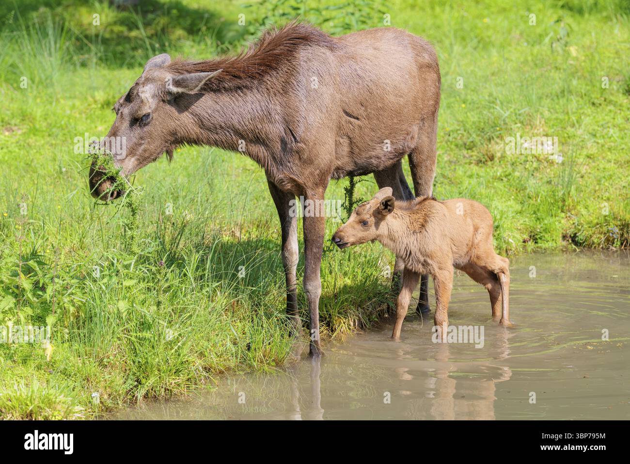 Un veau d'orignal et sa mère (Alces alces) marchent le long de la rive d'un ruisseau peu profond par une journée ensoleillée à la recherche de nourriture fraîche Banque D'Images