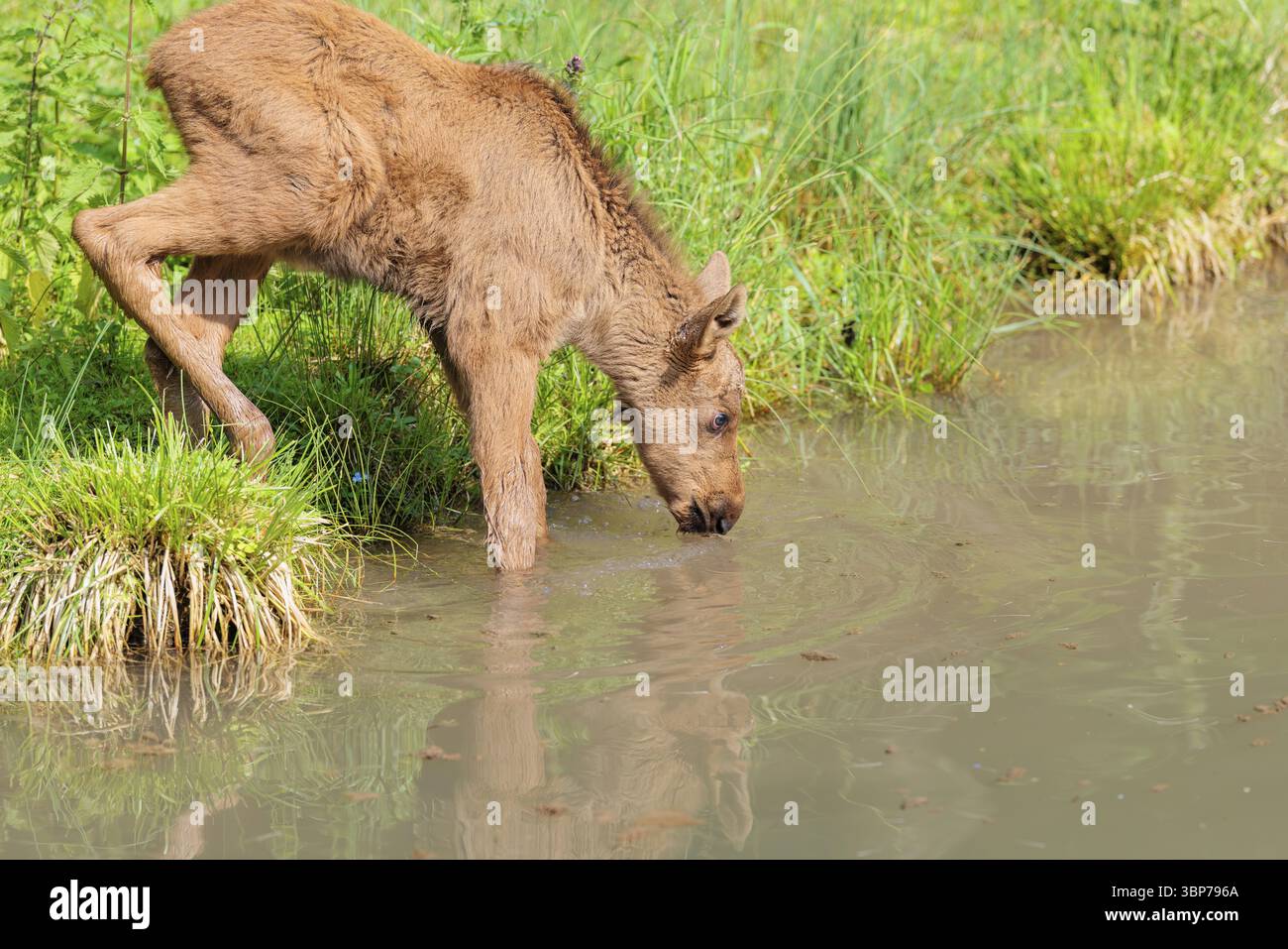 Un veau d'orignal (Alces alces) se tient dans un ruisseau peu profond buvant Banque D'Images