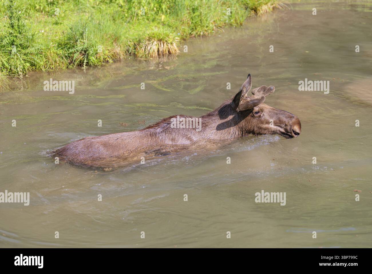 Un orignal-taureau agressif (Alces alces) nage dans un ruisseau par une journée ensoleillée Banque D'Images