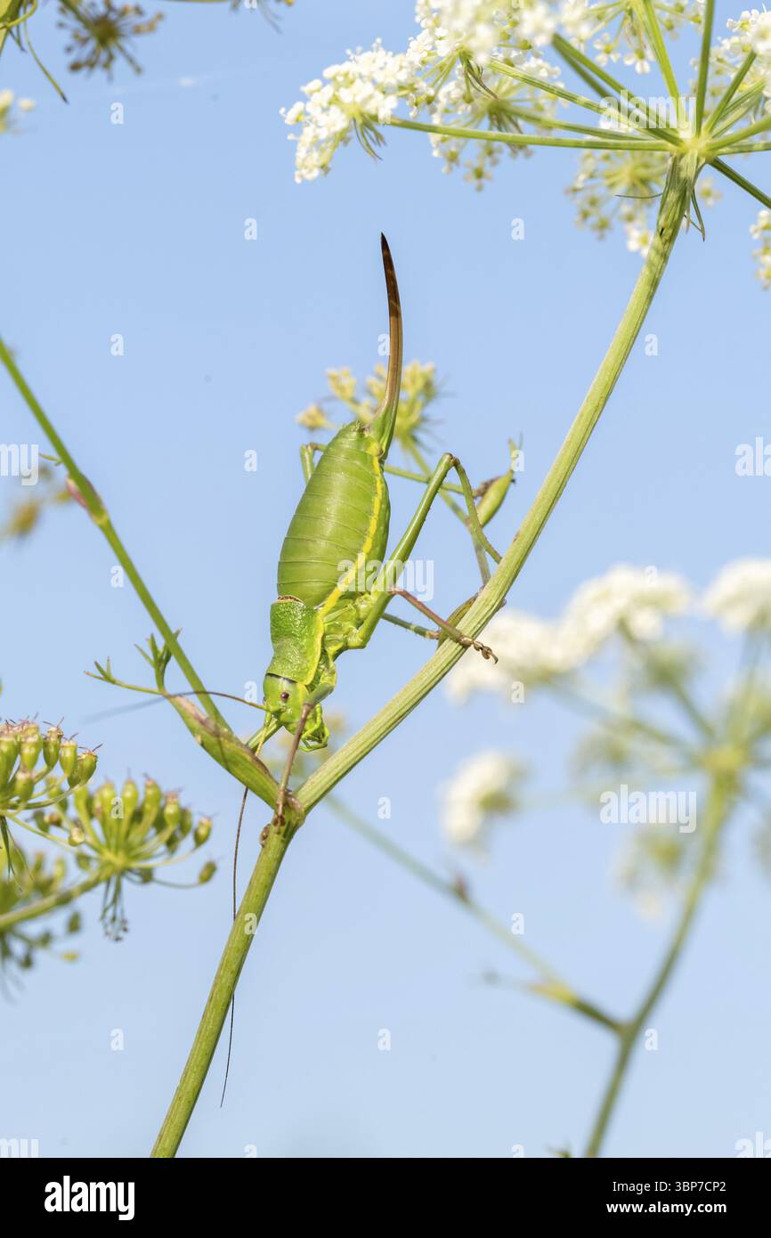 Sauterelle, insecte, fleur, italie Banque D'Images