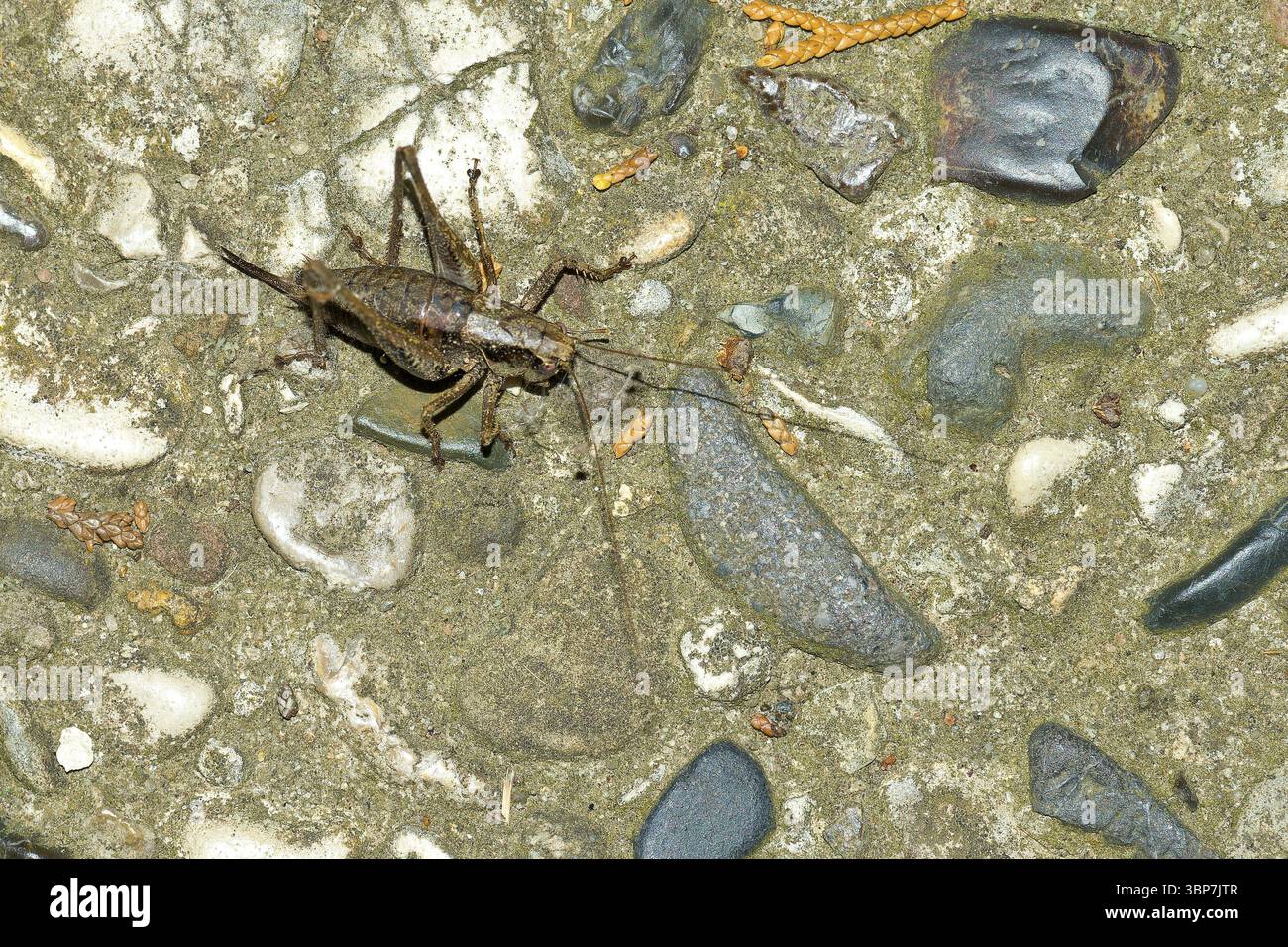Gewoehnliche Strauchschrecke (PHolidoptera griseoaptera). Brousse-cricket foncé sur une pierre Banque D'Images