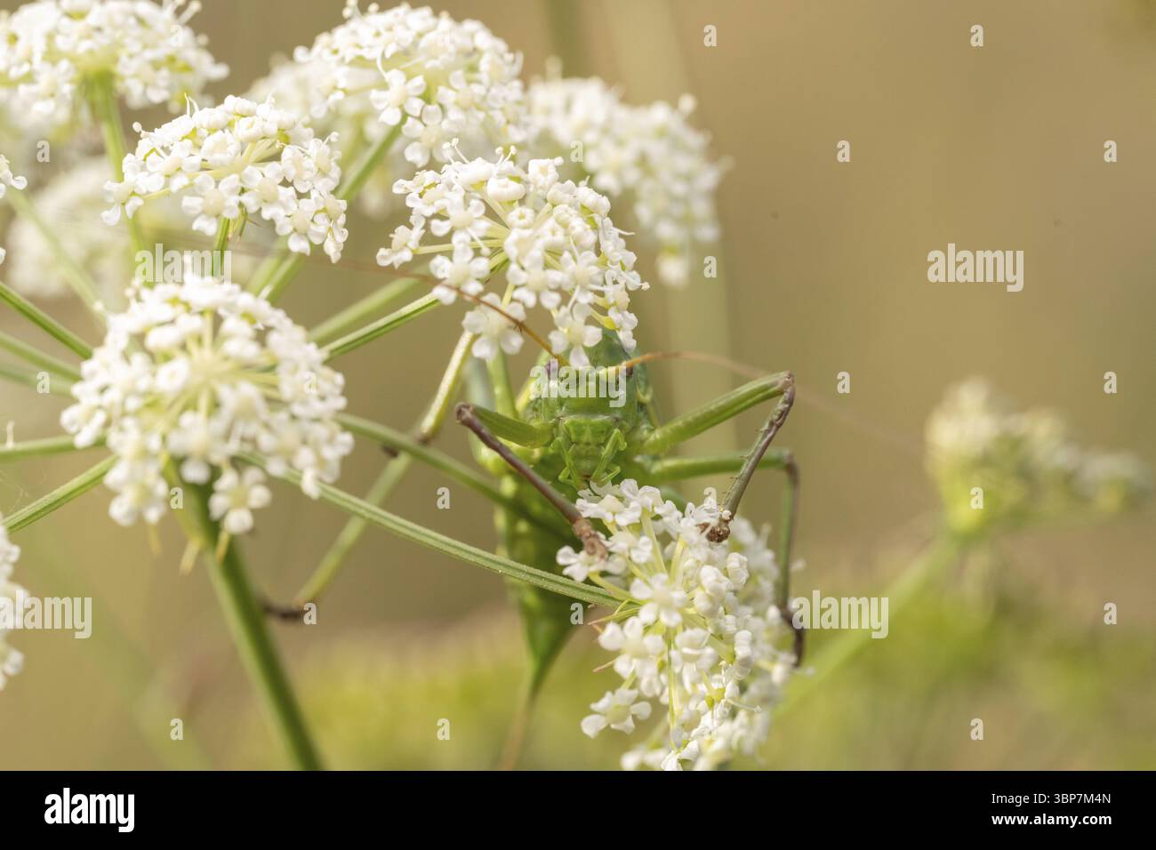 Sauterelle, insecte, fleur, italie Banque D'Images
